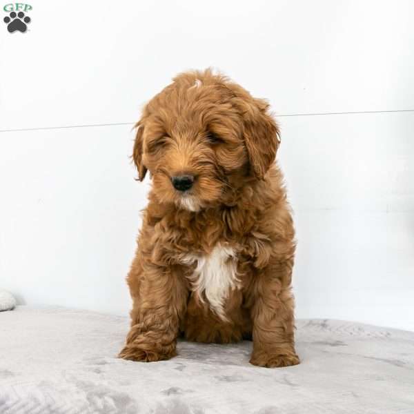 Buster, Mini Goldendoodle Puppy